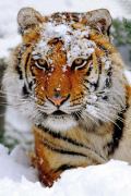 SIBERIAN SNOW   Anonymous_I
