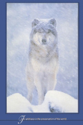 ARCTIC WOLF   Anonymous_I