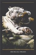 BENGAL TIGER I   Anonymous_I