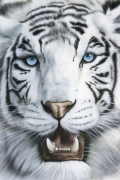TIGRE BLANCO   Anonymous_I