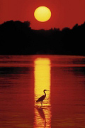SUNSET IN THE FLORIDA KEYS   Anonymous_I