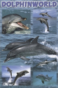 DOLPHINWORLD   Anonymous_I