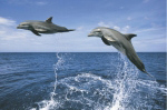 DOLPHINS   Anonymous_I