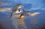 FLIGHT OF TWO DOLPHINS   Anonymous_I