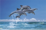 FOUR DOLPHINS   Anonymous_I