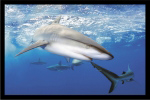 GALAPAGOS SHARKS, OAHU, HAWAII   Anonymous_I