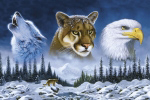 AMERICAN WILDLIFE   Anonymous_I