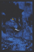 ELECTRIC WOLF   Anonymous_I
