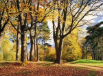 AUTUMN PARK   Anonymous_I