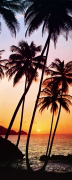 SUNNY PALMS   Anonymous_I