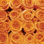 ORANGE ROSE CREATION Creatief  met Bloemen