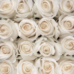 WHITE ROSE CREATION Creatief  met Bloemen