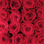 RED ROSE CREATION Creatief  met Bloemen