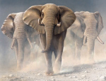 RUNNING ELEPHANTS I Jan  Weenink