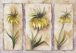 FRITILLARIA IMPERIALIS Rian  Withaar