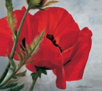 THE RED POPPY Heinz  Scholnhammer