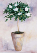 JASMINUM Rian  Withaar