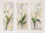 ASPECTS OF ARUMS Rian  Withaar