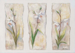 ASPECTS OF ORCHIDS Rian  Withaar
