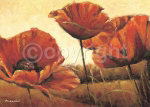 TRA FIORI DI PAPAVERO Mauro  Cellini