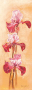 ARDENT IRIS Anna  Gardner