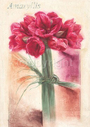 BOUND AMARYLLIS Anna  Gardner