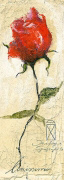 ROSE PASHMINA   Louissimo