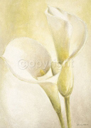 WHITE CALLAS Vivien  White