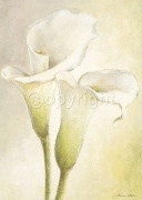 CALLA DE LUXE Vivien  White