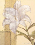 LILLIES Vivien  White
