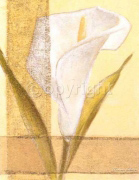 CALLAS Vivien  White