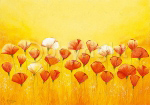 WILD RED POPPIES Emily  Light
