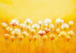 WILD WHITE POPPIES Emily  Light
