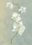 BLUE ORCHID STEM Anne  Novak