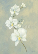 POWDER BLUE ORCHID Anne  Novak