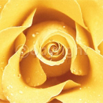 YELLOW ROSE Cassandra  Power