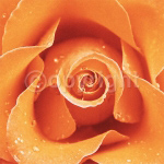 ORANGE ROSE Cassandra  Power
