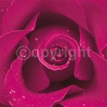 BLACKBERRY ROSE Cassandra  Power