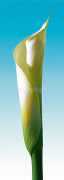 TURQUOISE CALLAS TRILOGY I Inka  Vogel