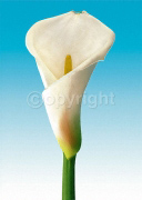TURQUOISE CALLAS TRILOGY II Inka  Vogel