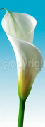 TURQUOISE CALLAS TRILOGY III Inka  Vogel