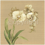 ASIAN ORCHID Lynne  Misiewicz