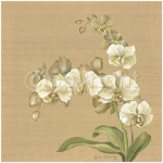 SILK ORCHID Lynne  Misiewicz