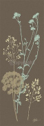 CHOCOLATE MEADOW FLOWER Alan  Johnstone