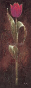 MYSTIC TULIP DARK RED Karsten  Kirchner