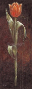 MYSTIC TULIP ORANGE Karsten  Kirchner