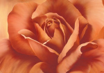 Full in bloom I Yvonne  Poelstra-Holzhaus