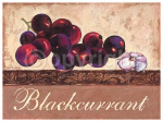 BLACKCURRANT Steff  Green
