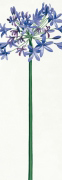 AGAPANTHUS II Stephanie  Andrew