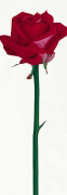 LITTLE PINK ROSE Stephanie  Andrew